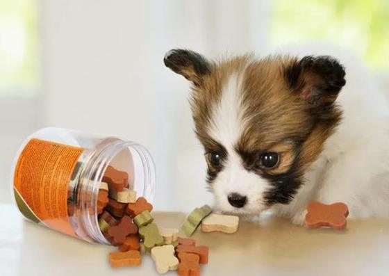 Зубы заботы собаки жуя любимца закусок обрабатывают машину 380В или ориентированное на заказчика напряжение тока